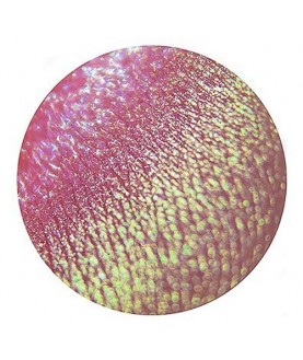 Tammy Tanuka Рассыпчатые тени для век `Sigil Inspired` Шалопайка из Зарослей Мальвы